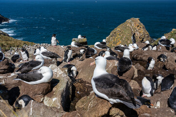 Devil's Nose bird colony on West Point Island, West Falkland Islands.