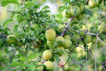 Green plum on the tree
