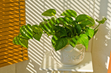 Phototropism. Houseplant growing towards sunlight.