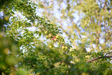 Green plum on the tree