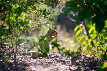 View of California squirrel standing among green natural vegetation with backlight; intentional selective focus.