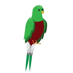 cute cartoon flat quetzal from side, vector of parrot isolated on white, illustration of bird for children