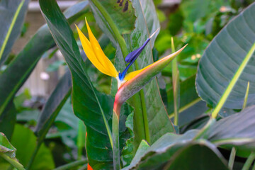 Strelitzia reginae or bird of paradise flower. Exotic yellow flower close-up against tropical...