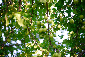 Green plum on the tree