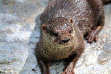 コツメカワウソ　水滴