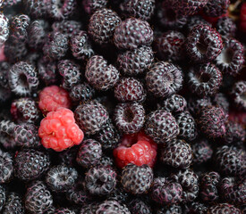 Background of fresh ripe blackberries