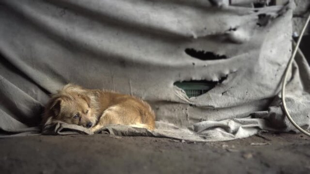 Sad dark brown and white stray dog ​​lying on torn gray blanket. dog just resting. dog sleeping on the street
