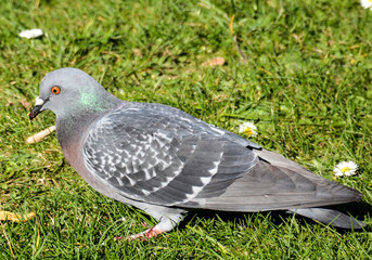 Paloma gris posada en un jardín.