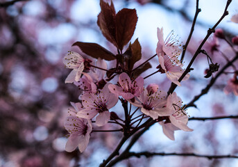 Flores rosas de un árbol frutal.