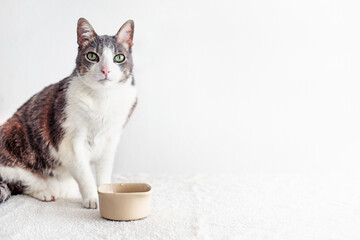 Hungry and thirsty cat looking at the camera. Tabby adult white gray cat sitting near empty bowl...