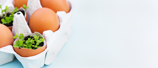 Green plants in eggs shells in the box on blue background