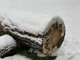 Baumstamm im Schnee