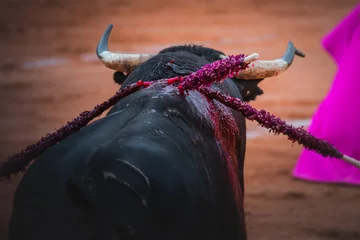 Fototapeten Selective focus shot of a strong black bull in a bullfighting ring © David Hernandez Valle/Wirestock