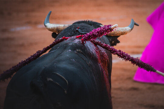 Selective focus shot of a strong black bull in a bullfighting ring