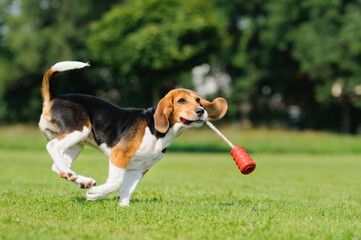Happy beagle puppy dog plays with a ball