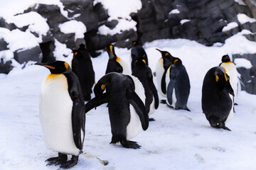 Fototapeta premium Penguins How to spend the winter