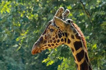 Giraffe