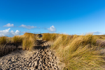 Dune landscape in Bergen aan Zee, Noord-Holland, The Netherlands, Europe