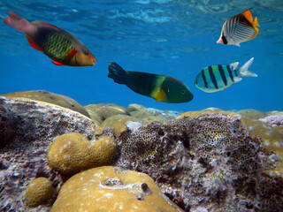 Photo of a coral colony on a reef top, Red Sea, Egypt