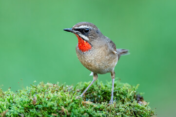 Male Siberian rubythroat perching on mosses , Thailand