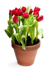 Homegrown red tulips in flower pot isolated on white