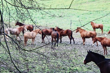 view of group of horses in pasture