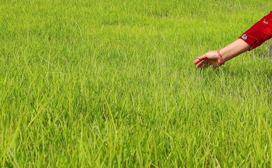A girl waving hand on green Rice field