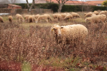 Naklejka premium troupeau de moutons