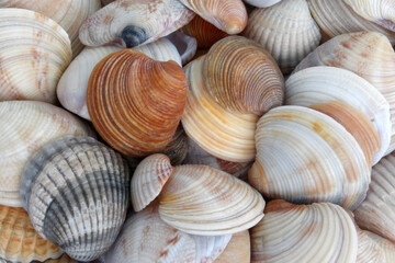 shells background