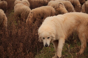 chien gardien de berger : mouton