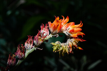 Closeup for Kalanchoe blossfeldiana or flaming katy garden or Kalanchoe tomentosa Baker. CRASSULACEAE
