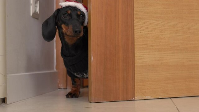 Curious small dachshund dog wearing funny sweater and Santa Claus hat comes into room opening wooden door by himself closeup