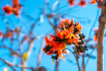 Butea monosperma, Beautiful Flower palas orange bloom