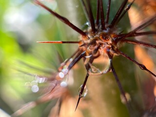 The spiny tree trunk is surrounded by green leaves and water droplets.