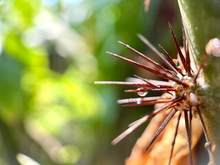 The trunk of the tree is spiny and surrounded by green leaves.