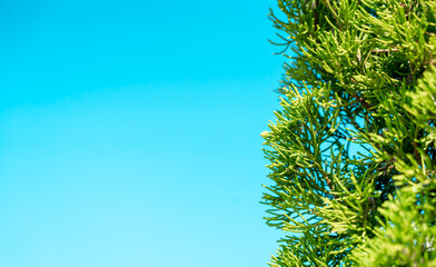Pine branch against the blue sky.