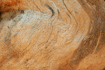 Beautiful rich wood texture background with cracks for design and text. Close up. Horizontal image.