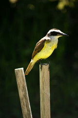 
bird benteveo