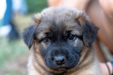 portrait of a cute puppy sitting on the lawn