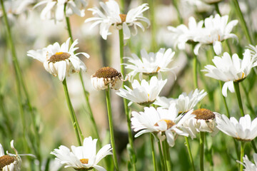 white daisies in the grass