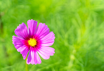 beautiful cosmos flowers are blooming in vintage tones with bright sky background.