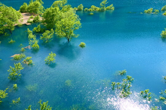 565 Best 水没林 Images Stock Photos Vectors Adobe Stock