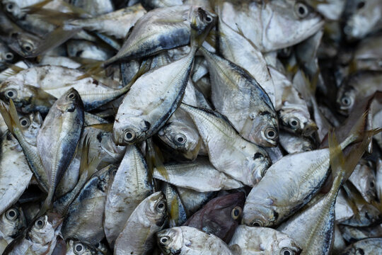 macro photo  of fresh fish at the market