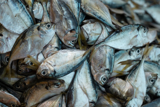 macro photo  of fresh fish at the market 