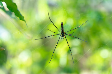 Close up macro shot of a European garden spider climbs on the web.
