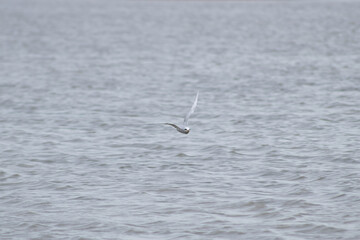 seagull in flight
