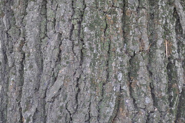 gray background in the tree bark