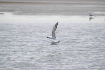 seagulls in flight