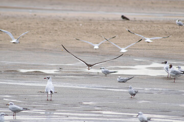 flock of seagulls on the beach