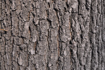 gray background in the tree bark